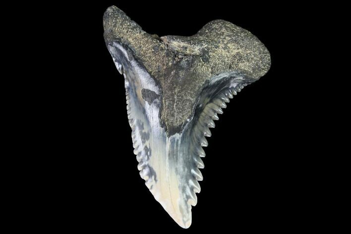 Hemipristis Shark Tooth Fossil - Virginia #96684
